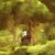 Ori Creator Shuts Down ‘Nonsense’ Rumours of New Sequel
